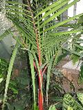 Lipstick Palm, Sealing Wax Palm / Crytostachys renda